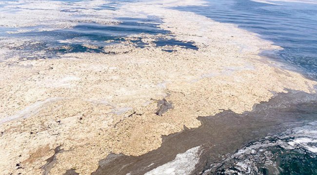 deniz salyasi nedir musilaj nedir deniz salyalari neden oluyor deniz salyalari tehlikeli mi haber kriz