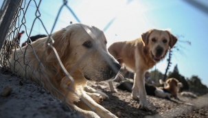 Hayvan hakları yasası çıkıyor! Hayvan hakları yasasında sona yaklaşıldı! Hayvan hakları nedir? Hayvan etiği nedir?