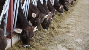 TMO'nun müdahalesiyle yem fiyatlarının düşmesi bekleniyor