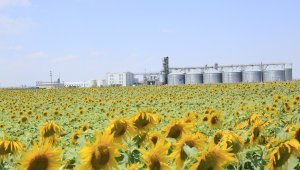 Konya Şeker ayçiçeği fiyatını açıklayarak alıma başladı