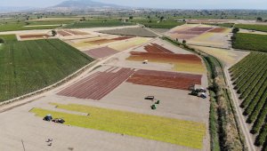 Manisa Ovasına serilen binlerce ton üzüm renk cümbüşü oluşturdu