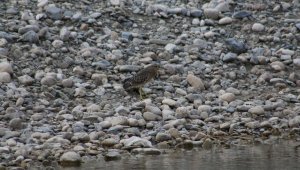 Şırnak'ta soyu azalan Bayağı Balaban kuşu görüntülendi