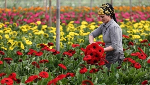 Türkiye'nin tarım ihracatı bu yıl aylık bazda 2 milyar doların altına düşmedi
