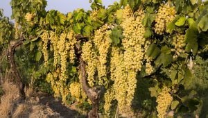 Dünyanın tercihi Türk üzümü oldu