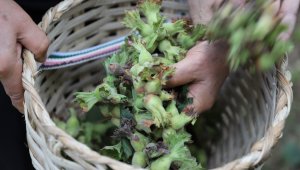 Fındıkta 2 milyar dolarlık ihracat