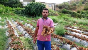 Güneydoğu'da yaşanan kuraklık, çilek ve böğürtlen üreticisini zor duruma soktu