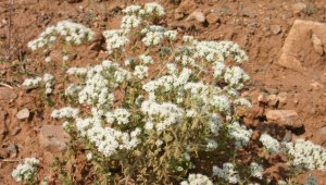 Kekikten ekonomiye 1 milyar TL katkı