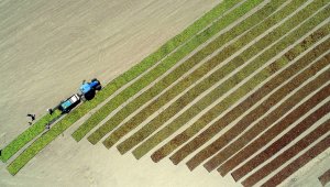 Manisa'da çekirdeksiz Sultani üzüm bereketi