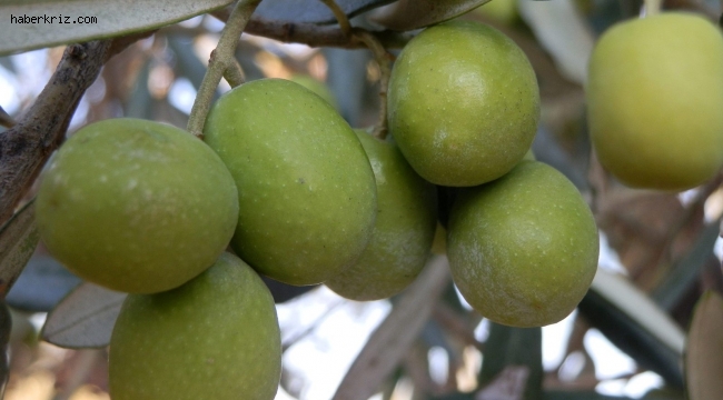 Mut'ta zeytin hasadı başladı