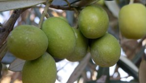Mut'ta zeytin hasadı başladı