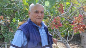 Olmaz dediler ama o Eskişehir'de Antep fıstığı yetiştirdi