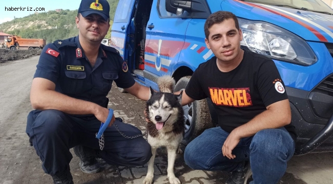Selde hayatını kaybeden sahibine vefasını her gün evinin önüne gelerek gösteriyor