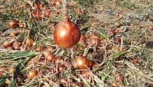 Soğan tarlada 60 kuruş, markette 3 lira