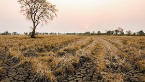TARSİM'den üreticilere 214 milyon TL kuraklık ödemesi