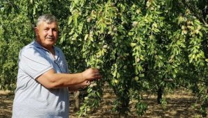 Turanlı, “Toprak Mahsulleri Ofisi badem alımını üstlenmelidir“