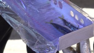 Tuzla'da balıkların boyları tek tek ölçüldü