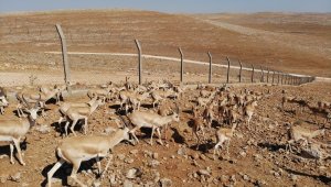 Urfa dağlarındaki ceylanlar havadan görüntülendi