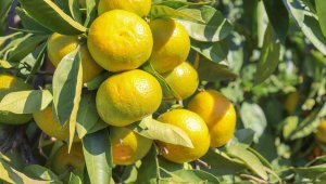 Satsuma mandalinanın ihracat yolculuğu 27 Ekim'de başlıyor