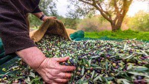 Sofralık zeytin ihracatı 150 milyon doları aşarak rekor kırdı