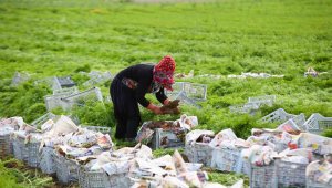 Türkiye'nin sebze ambarı Beypazarı'nda kış havucu hasadı başladı