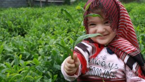 Yabancı uyruklu çay işçileri gelmeyince 100 Milyon Dolar Türkiye'de kaldı