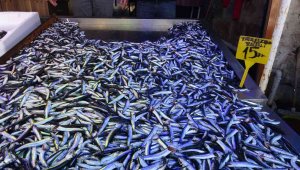 Yeni av sezonunda hamsi ihracatından 1 ayda 1,5 milyon doların üzerinde döviz girdisi sağlandı