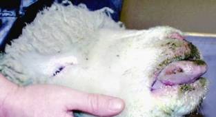 Adana'da mavi dil salgını! Adana'da iki mahalle mavi dil hastalığı nedeniyle karantinaya alındı!