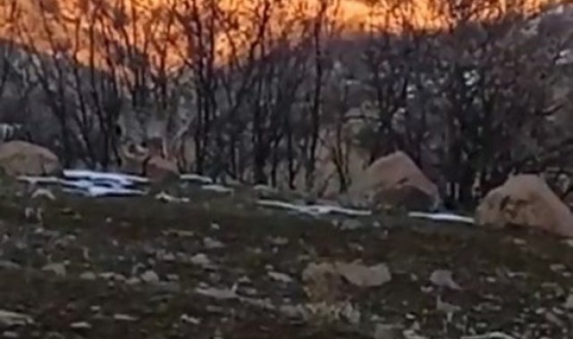 Bingöl'de nesli tükenme tehlikesi altında olan 2 vaşak görüntülendi