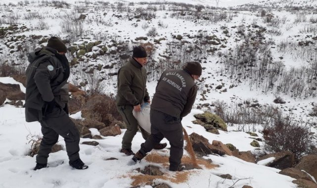 Elazığ'da yaban hayvanları için doğaya yem bırakıldı