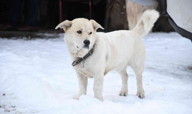 Kestel'de kartpostallık kar manzaraları