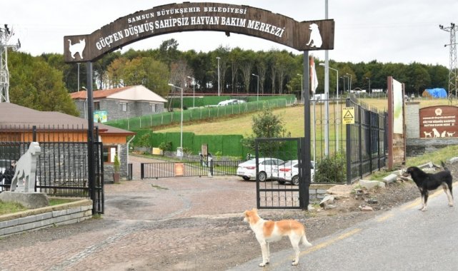 Samsun'da 137 yasaklı ırk köpek bakım merkezine bırakıldı