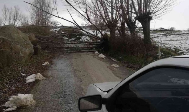 Samsun'da fırtına ağaçları devirdi