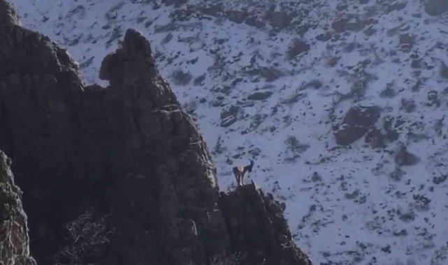 Şırnak'ın Cudi Dağında avcılığın önüne geçildi, dağ keçilerinin sayıları arttı