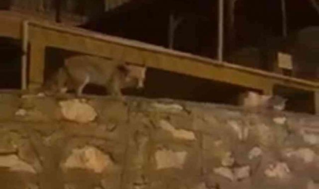 Tilki ile kedi yiyeceklerini bölüştü