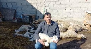 Çiçek hastalığı bulaşan 117 koyun ve kuzu telef oldu