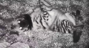 Hatay'da çizgili sırtlan fotokapana takıldı