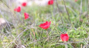 Yatağan'da laleler 1 ay erken açtı