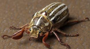 Haziran Böceği Zararları