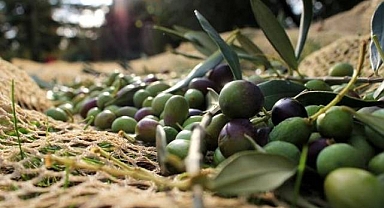 Lezzet Ödüllü %100 Natürel Sızma Zeytinyağı - OliveNat