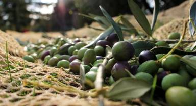 OliveNat Gerçek ve Sağlıklı Zeytinyağı! Girişimci Hakan Sarıbekiroğlu Kimdir ve Biyografisi Nedir?